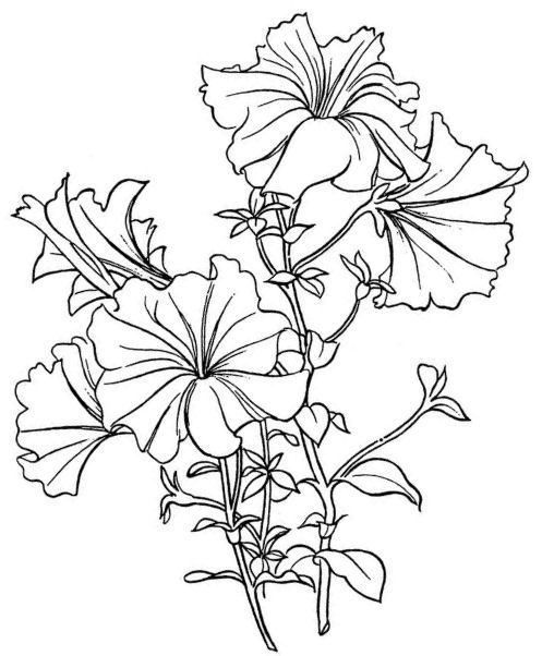 Petunia Flower Drawing