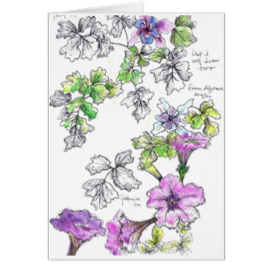 307x307 petunia flower drawing gifts on zazzle - Petunia Flower Drawing
