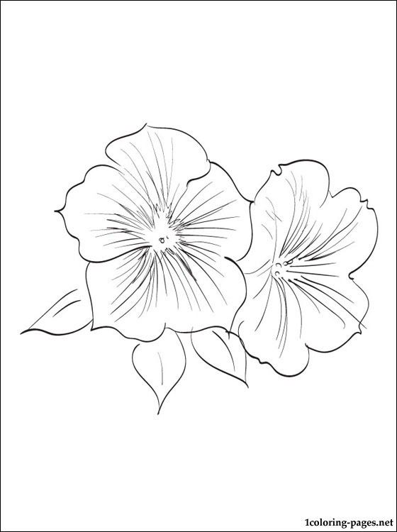 560x750 Petunia Coloring - Petunia Flower Drawing