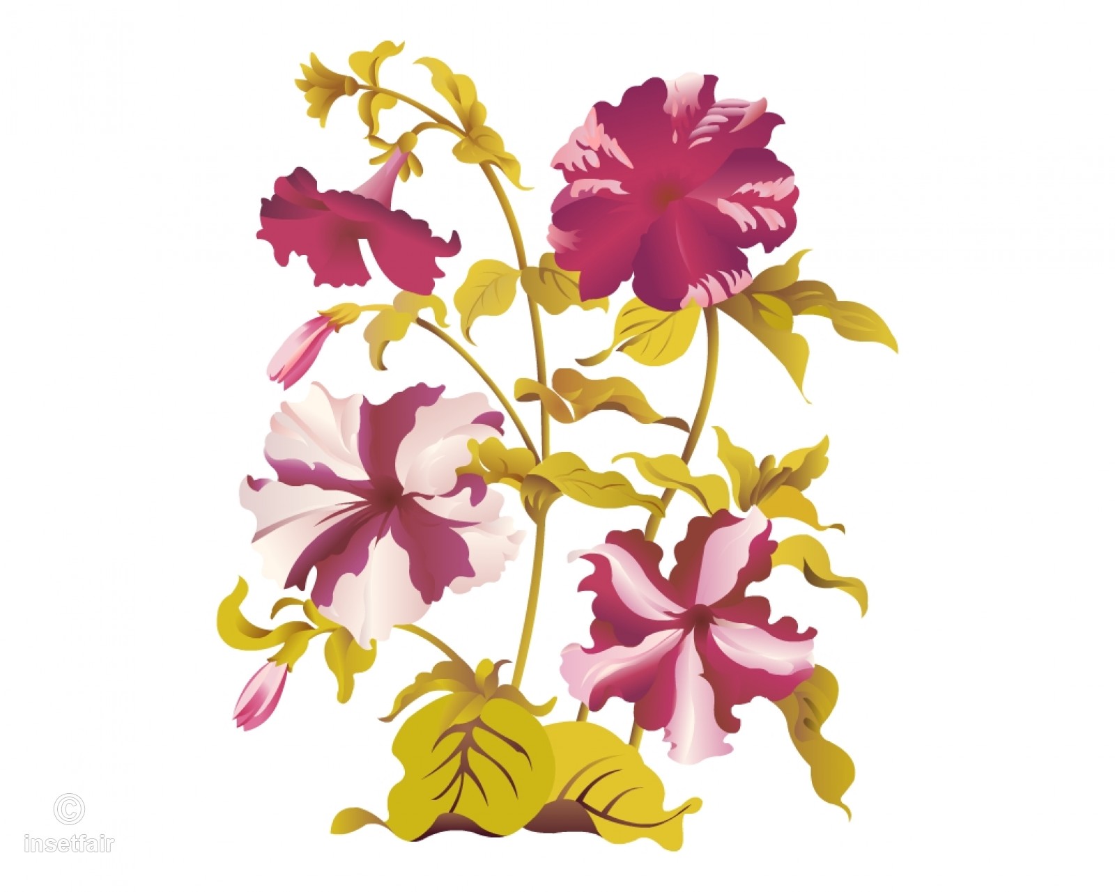 1600x1281 Petunia Flowers Vector Drawing With Adobe Flash - Petunia Flower Drawing