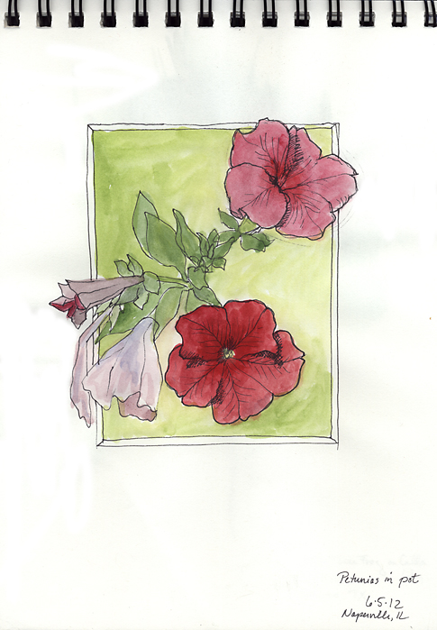 485x699 Pictures Of Petunia Flower Drawing - Petunia Flower Drawing