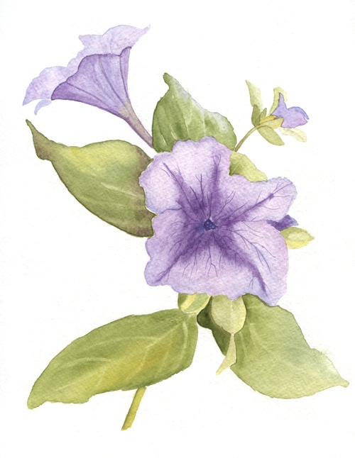 500x646 purple flower clipart petunia flower - Petunia Flower Drawing