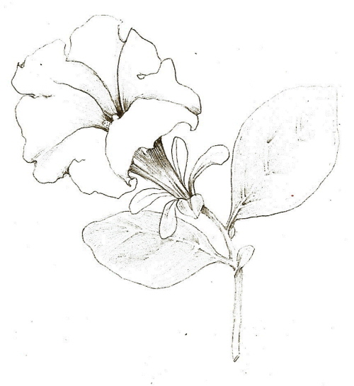 500x545 Tutorial Botanical Drawing With Pencil And Watercolor - Petunia Flower Drawing