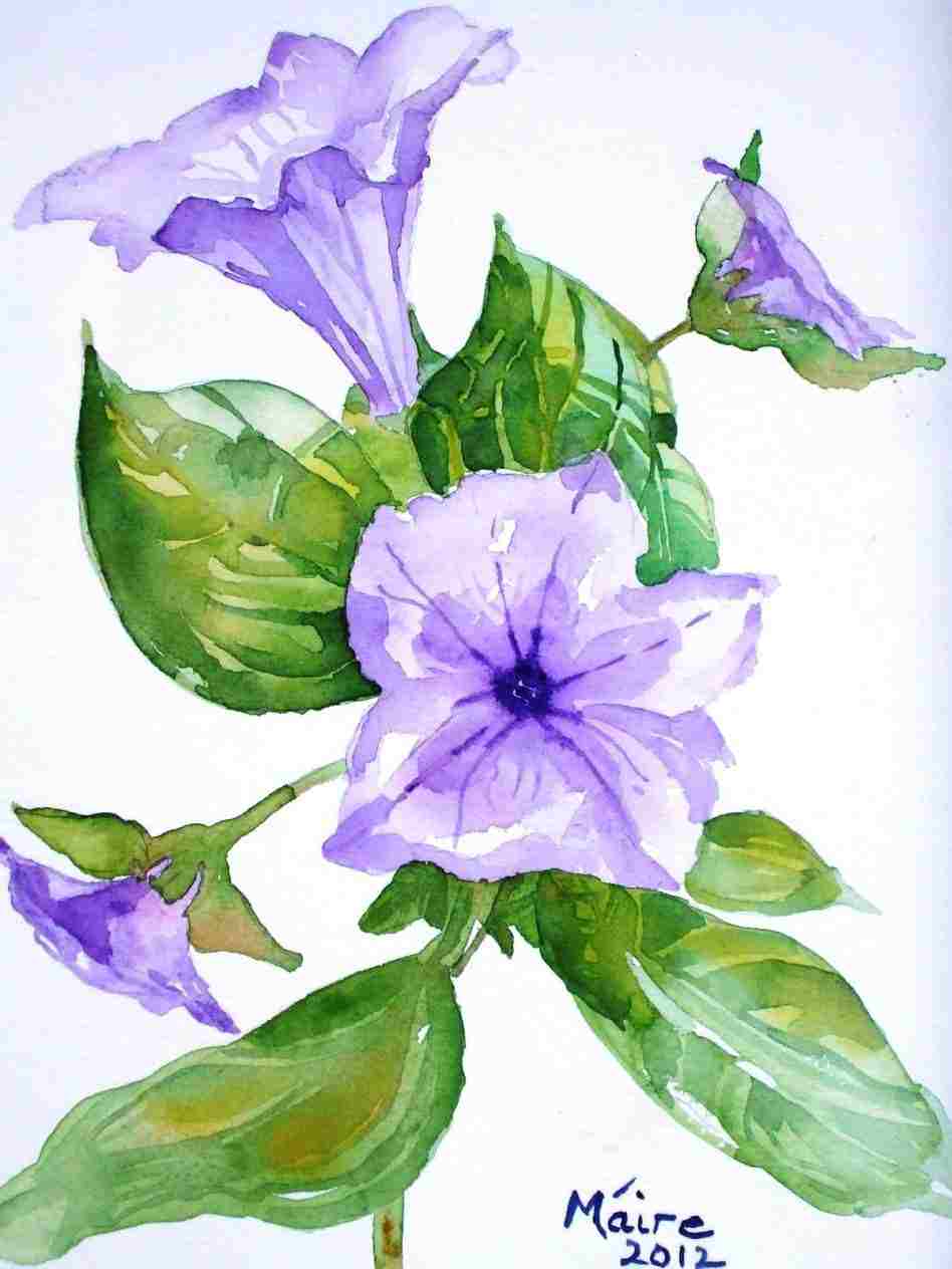 Petunia Flower Drawing at Explore collection of