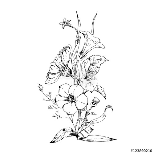 500x500 hand drawn ink floral ornament with flowers petunia and cosmos - Petunia Flower Drawing