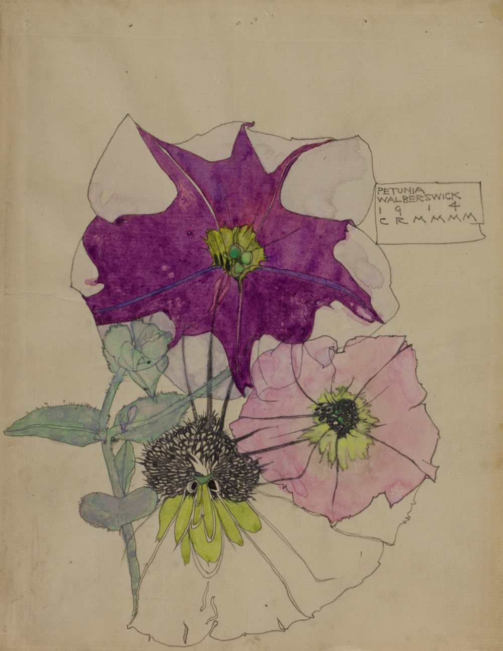 1000x1292 botanical drawing derngate archive - Petunia Flower Drawing