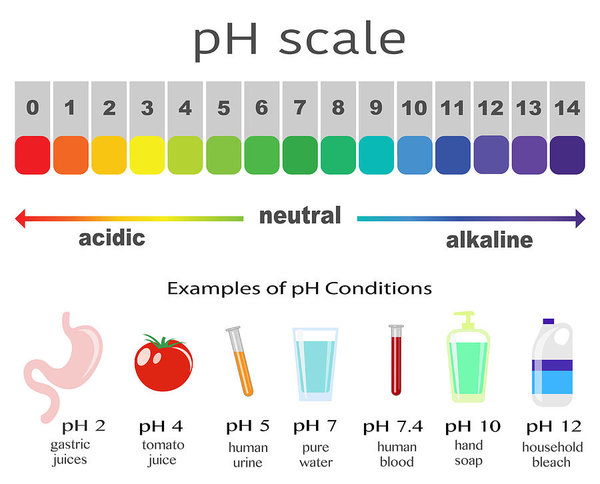 Ph Scale Drawing at PaintingValley.com | Explore collection of Ph Scale ...