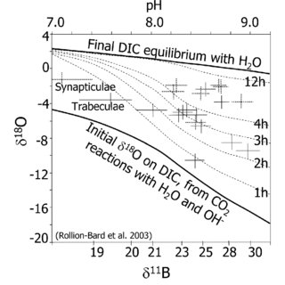 320x320 o and b in porites skeleton ph scale - Ph Scale Drawing