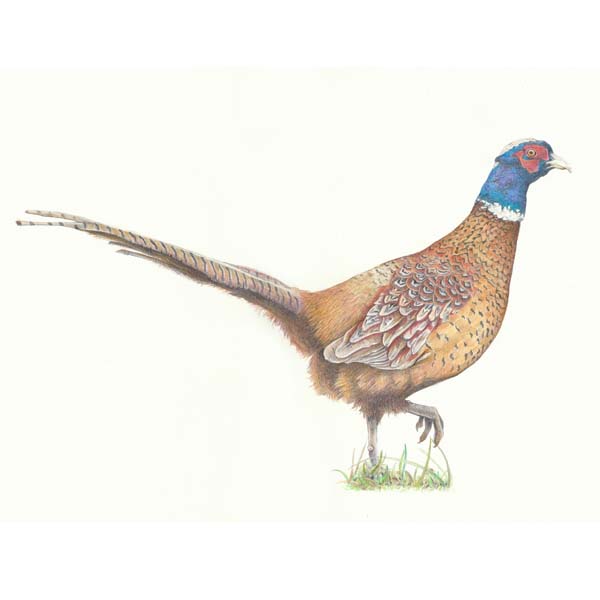 Pheasant Drawing