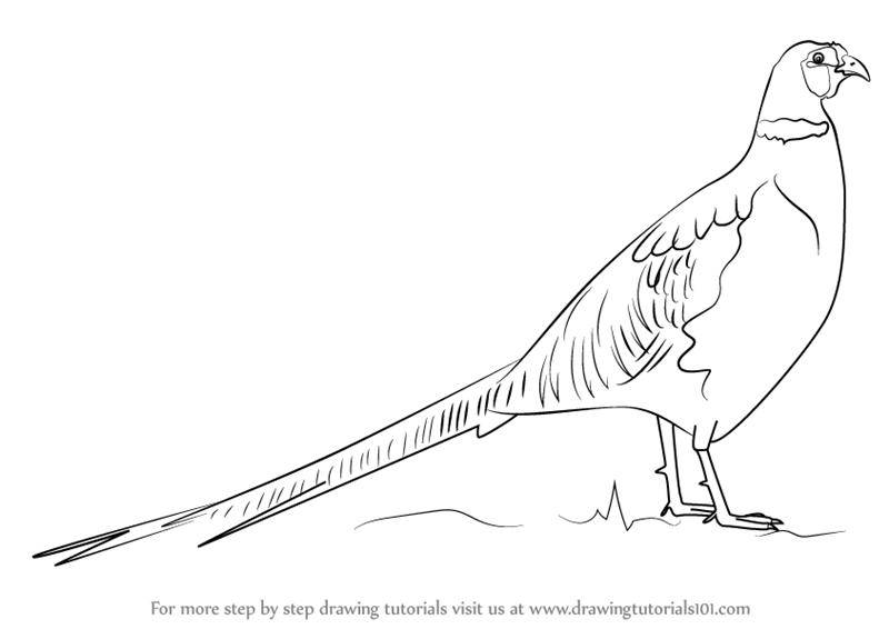800x566 learn how to draw a common pheasant - Pheasant Drawing