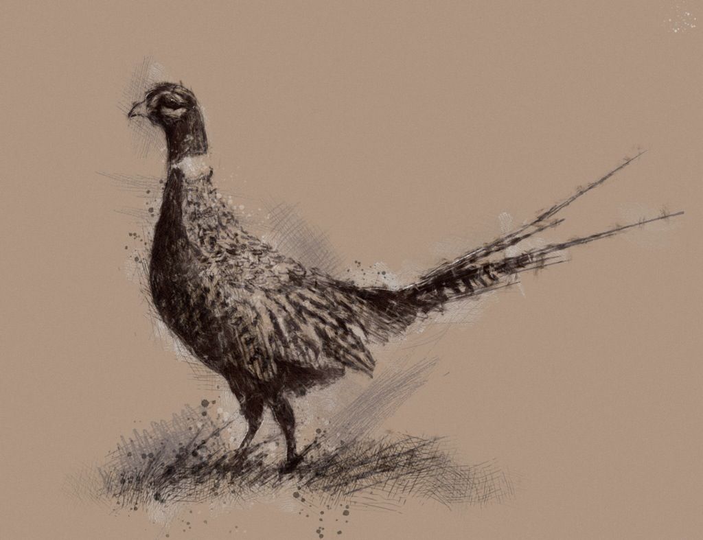 1024x787 pheasant pheasant pheasant, bird drawings, quail hunting - Pheasant Drawing