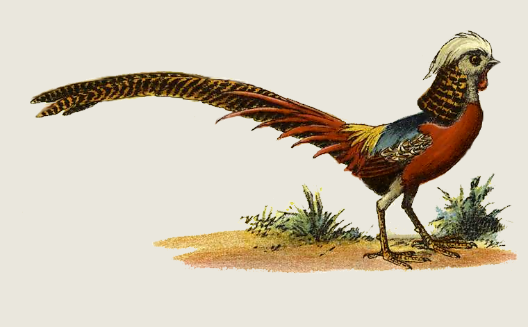 760x471 pheasant drawing - Pheasant Drawing