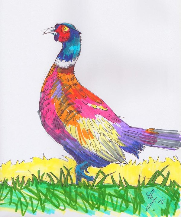 599x720 pheasant drawing poster - Pheasant Drawing