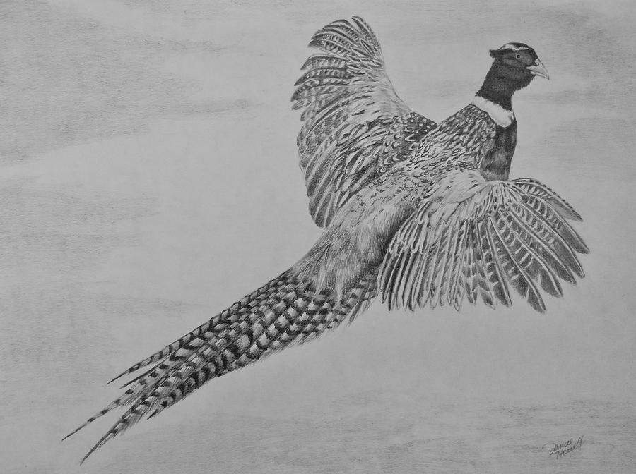 900x672 pheasant drawing - Pheasant Drawing