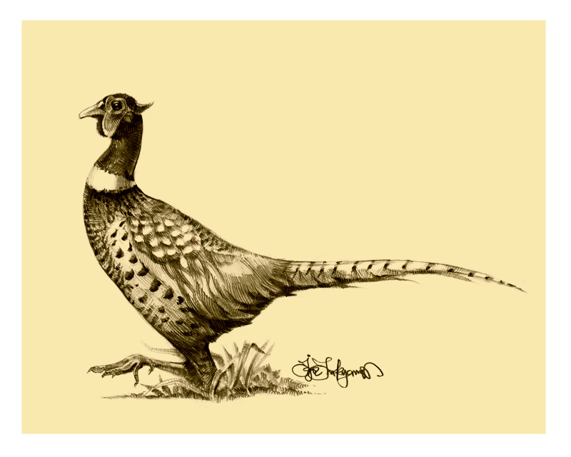 800x640 pheasant drawing - Pheasant Drawing