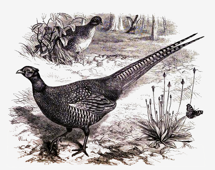 688x544 common pheasant drawing - Pheasant Drawing