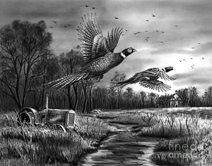 300x236 pheasant drawings fine art america - Pheasant Drawing