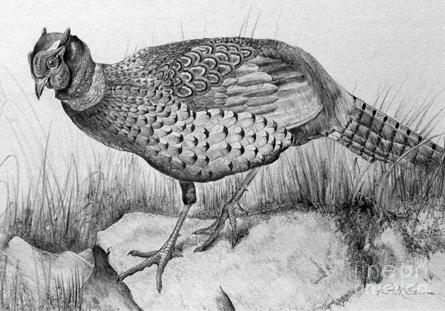 900x629 pheasant in the wild drawing - Pheasant Drawing