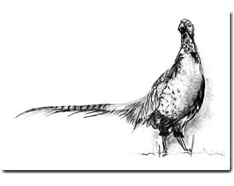 340x270 pheasant drawing etsy - Pheasant Drawing