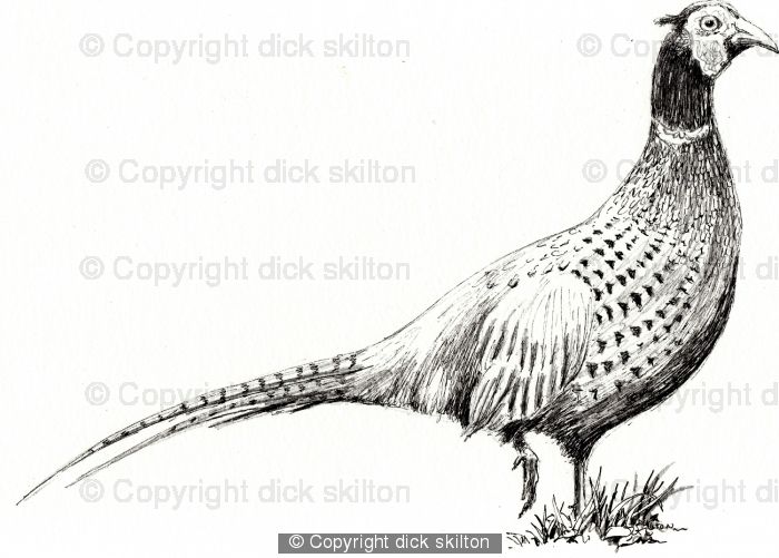 700x501 pheasant drawing as a greeting card pack of your message - Pheasant Drawing