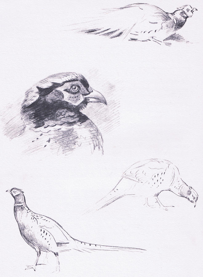 660x900 pheasants drawing - Pheasant Drawing