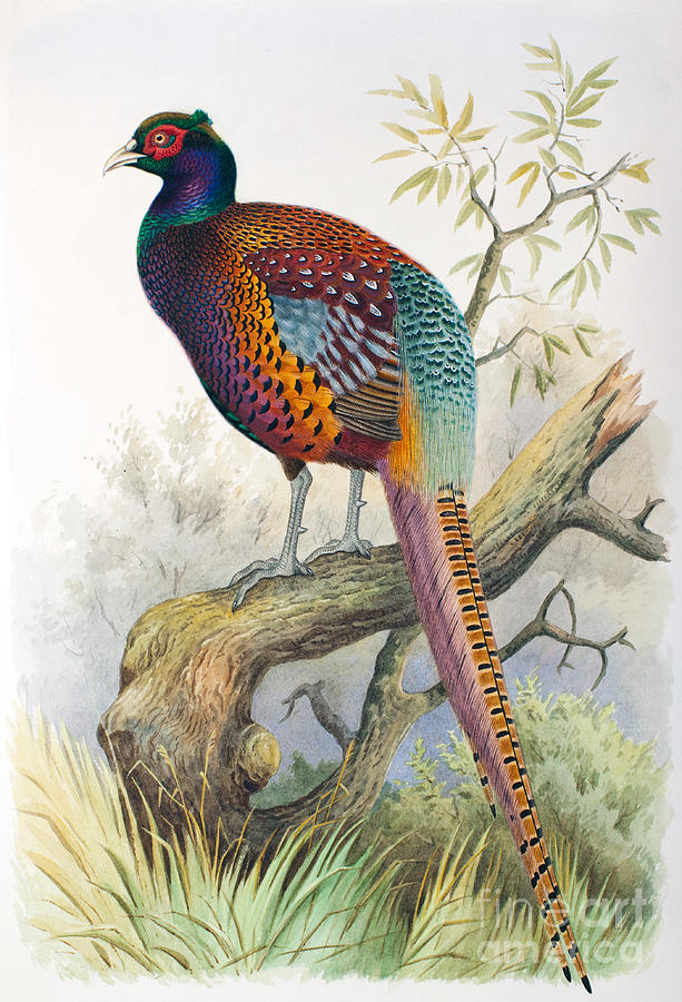 613x900 strauchs pheasant drawing - Pheasant Drawing