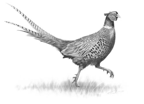 Pheasant Drawing at PaintingValley.com | Explore collection of Pheasant