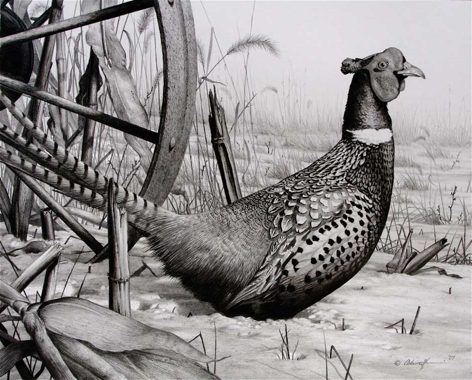 940x756 winter pheasant - Pheasant Drawing