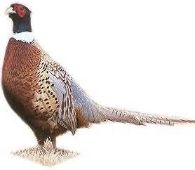 278x242 pheasant drawing - Pheasant Drawing
