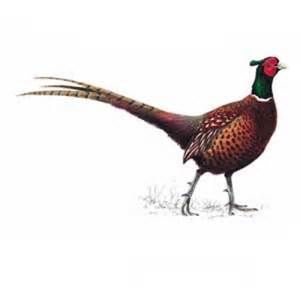 300x300 pheasant drawing - Pheasant Drawing