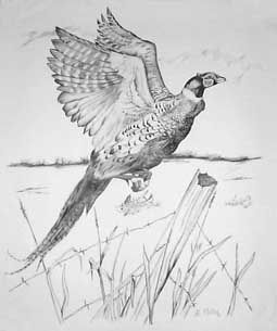 255x305 pheasant drawings - Pheasant Drawing
