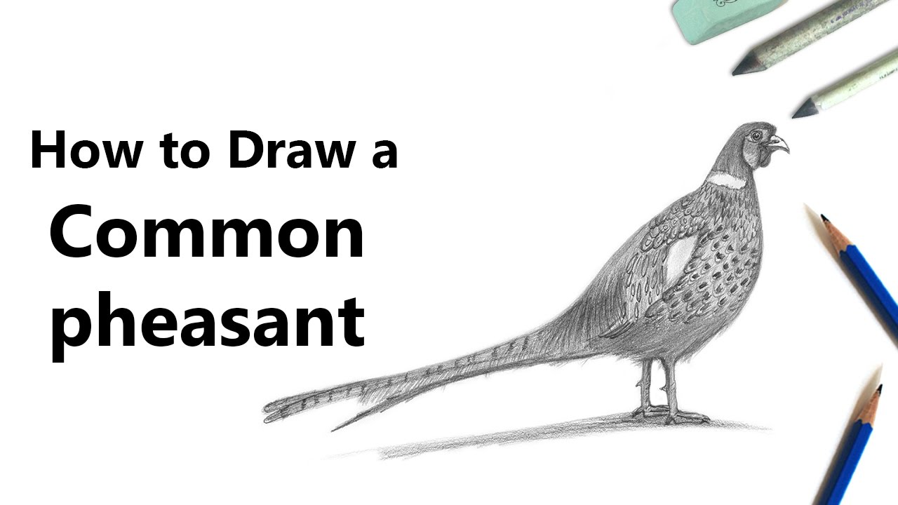 1280x720 how to draw a common pheasant with pencils - Pheasant Drawing
