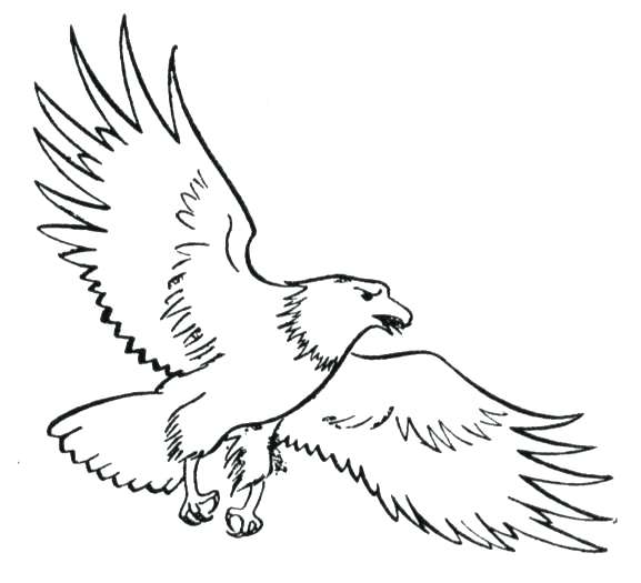 577x525 coloring pages of eagles eagle flight free printable philadelphia - Philadelphia Eagles Drawings