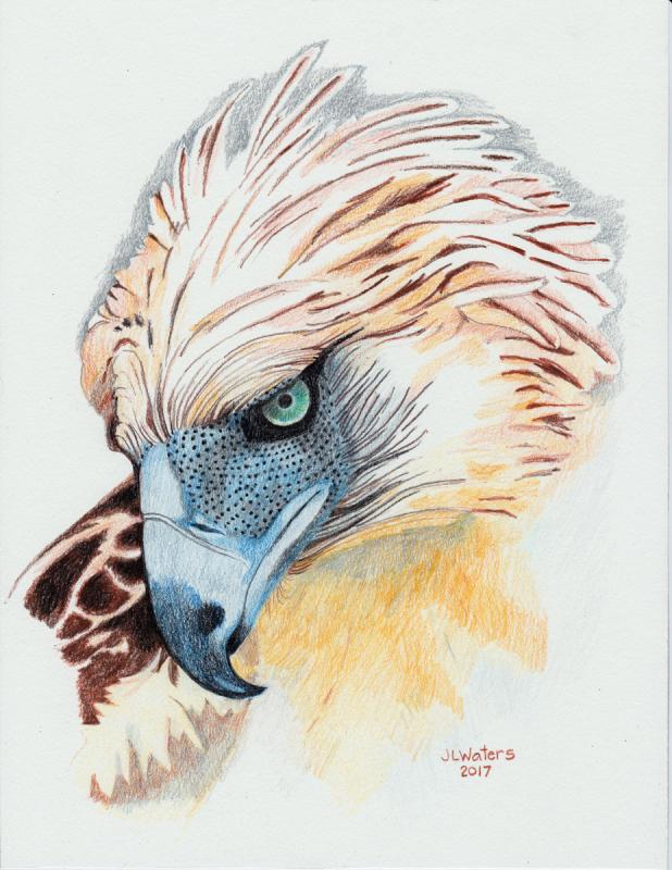 Philippine Eagle Drawing at Explore collection of