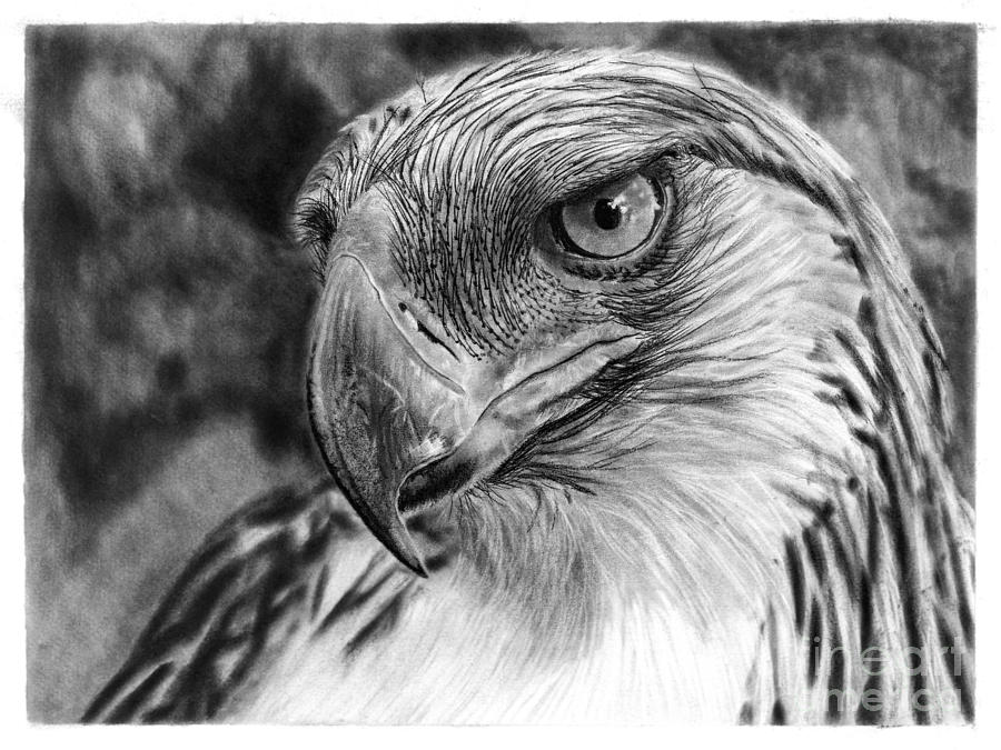 900x675 Philippine Eagle Drawing - Philippine Eagle Drawing