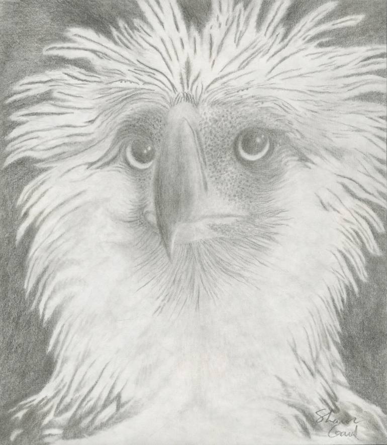 770x887 Philippine Eagle Drawing - Philippine Eagle Drawing