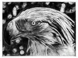 300x225 Philippine Eagle Drawings Fine Art America - Philippine Eagle Drawing