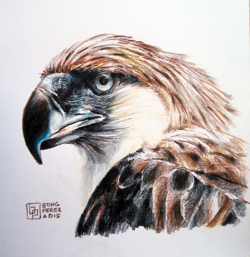 Philippine Eagle Drawing at Explore collection of