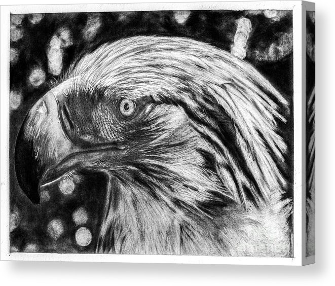 661x564 Philippine Eagle Portrait Canvas Print Canvas Art - Philippine Eagle Drawing