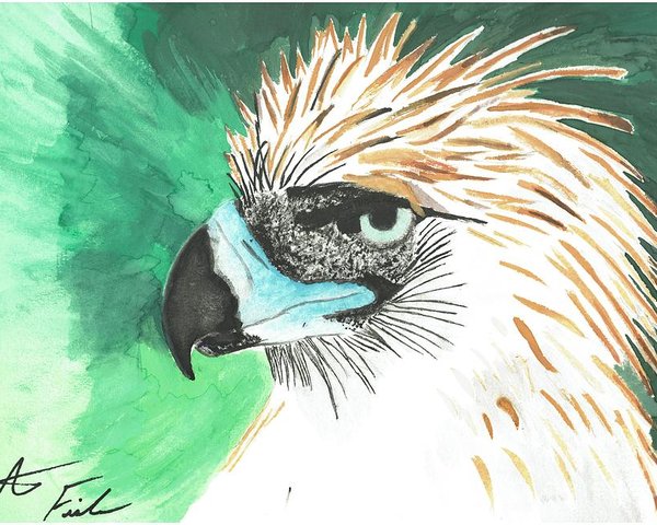 600x480 Philippine Eagle Poster - Philippine Eagle Drawing