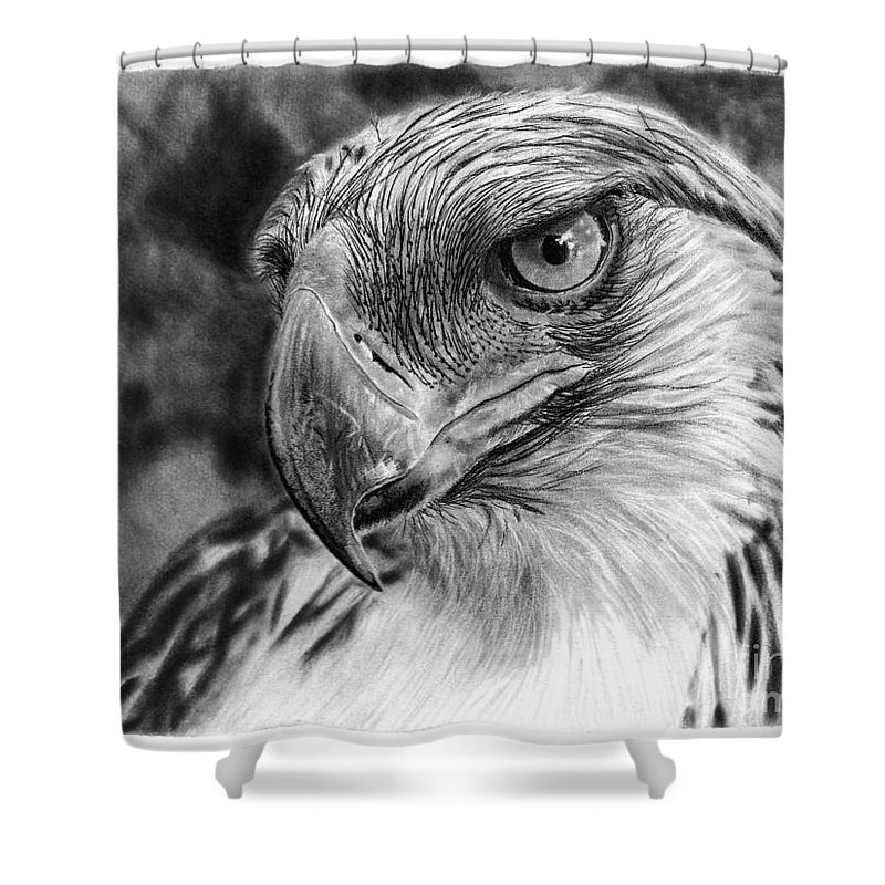 800x800 Philippine Eagle Shower Curtain For Sale - Philippine Eagle Drawing