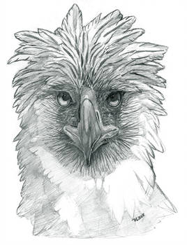 268x350 Philippine Eagle - Philippine Eagle Drawing