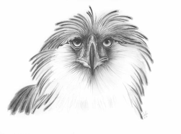 600x442 Philippine Eagle Stuart Arnett - Philippine Eagle Drawing