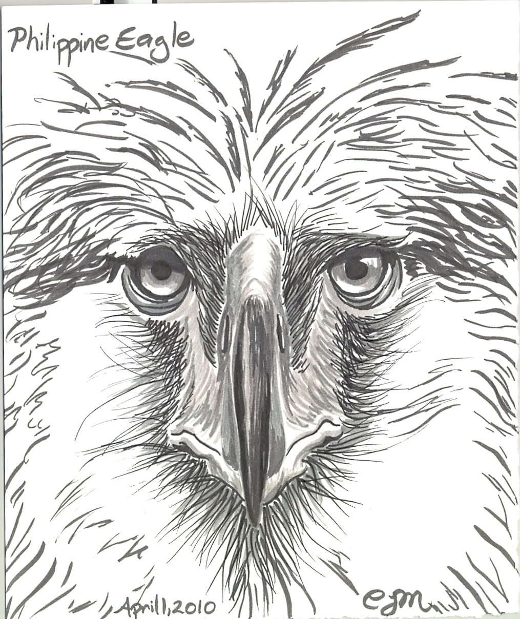 Philippine Eagle Drawing Easy