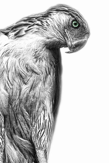 368x550 The Philippine Eagle Posters - Philippine Eagle Drawing