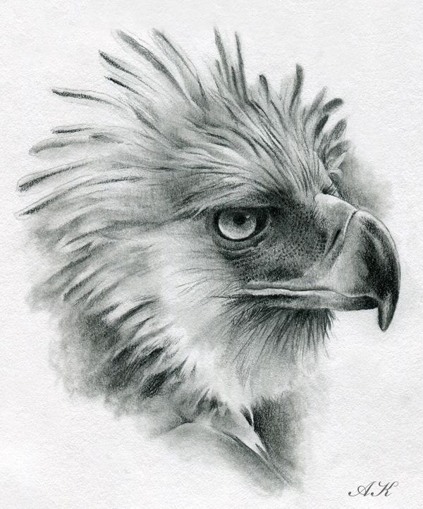 600x722 How To Draw Eagles How To Draw Philippine Eagle How To Draw - Philippine Eagle Drawing
