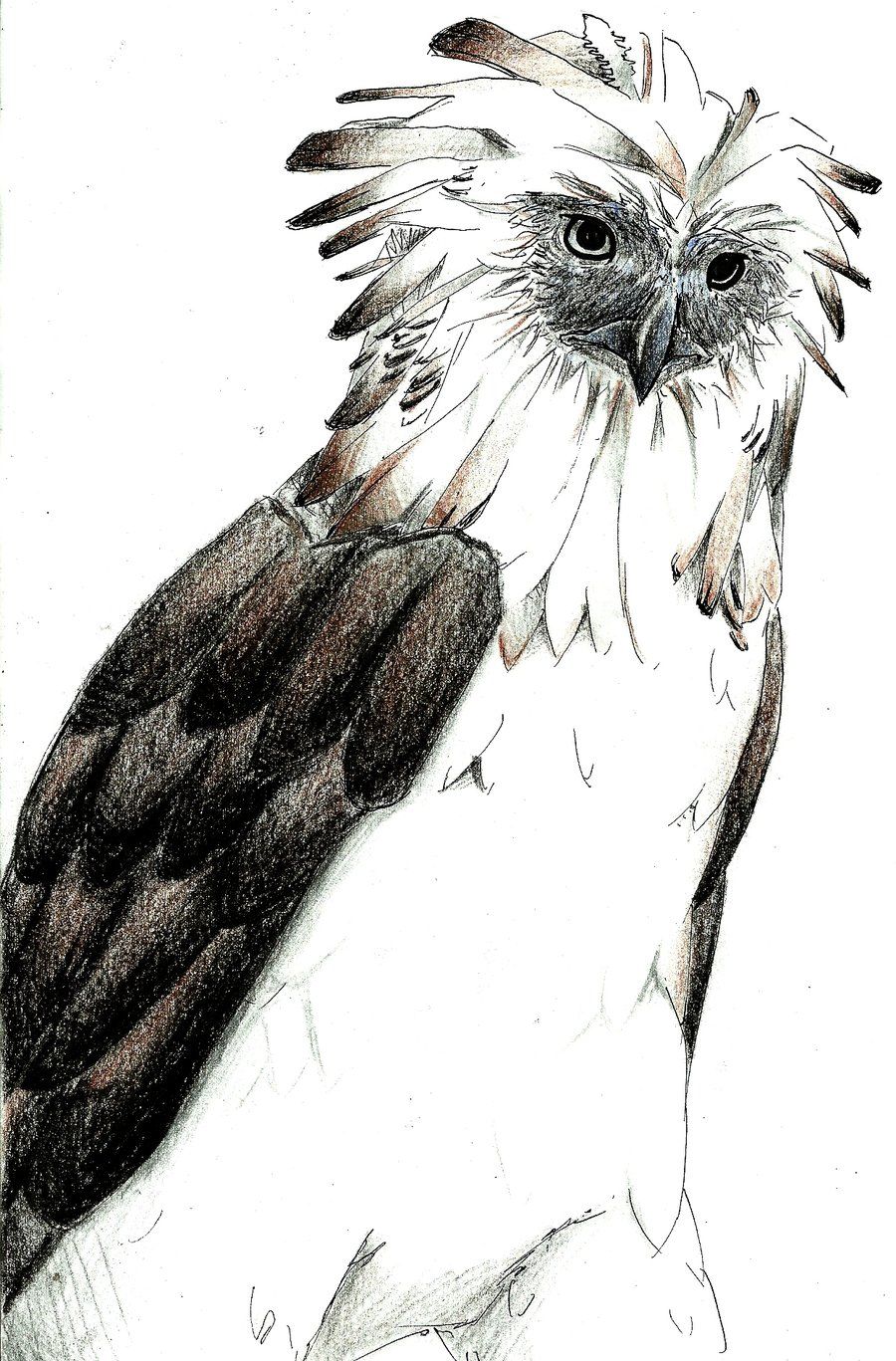 Philippine Eagle Drawing at PaintingValley.com | Explore collection of ...