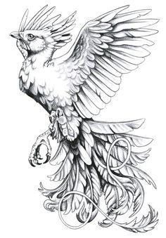 236x339 Phoenix Bird Rising From The Ashes Drawing Paon The Fly - Phoenix Bird Drawing