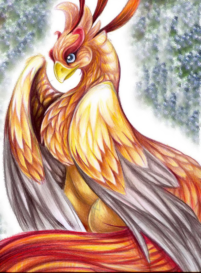 800x1084 great pencil drawing colorful phoenix - Phoenix Drawing.