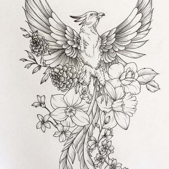 564x564 Phoenix Sketch Tatuajes De Aves, Ave - Phoenix Drawing